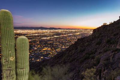 Close-up of cactus with city in background during sunset