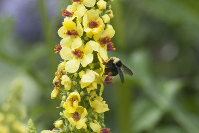 Close-up of bee pollinating on yellow flower