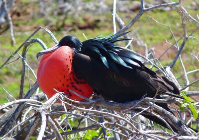 Close-up of bird perching on branch