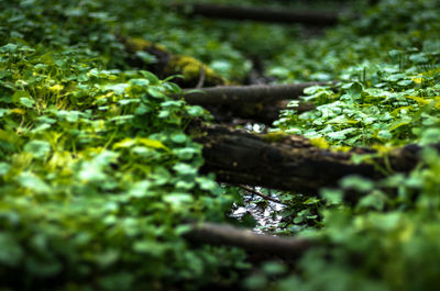 Close-up of fresh green plants