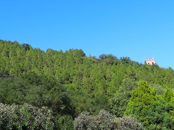 Scenic view of forest against clear blue sky