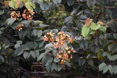 Close-up of flowering plants in park