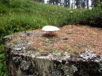 Mushroom growing on field