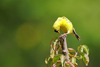 Male goldfinch