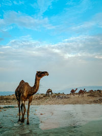 View of horse on land against sky