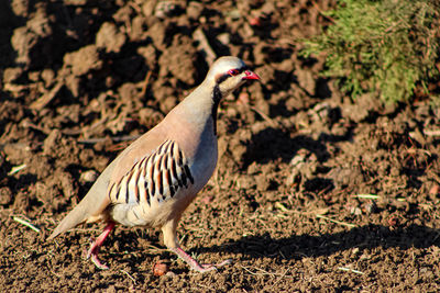 Close-up of a bird