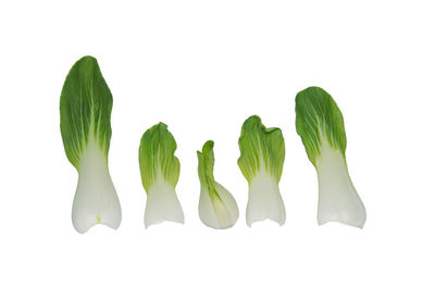 Close-up of leaves against white background