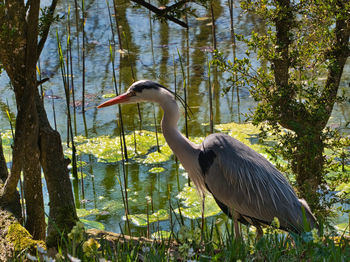 Gray heron perching on a tree