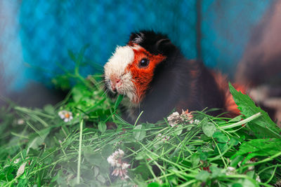 Guinea pig . cute adorable rodent animal