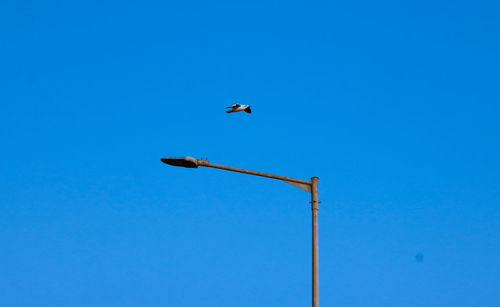 Low angle view of bird flying against blue sky