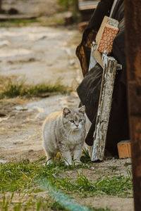 Cat looking away on field