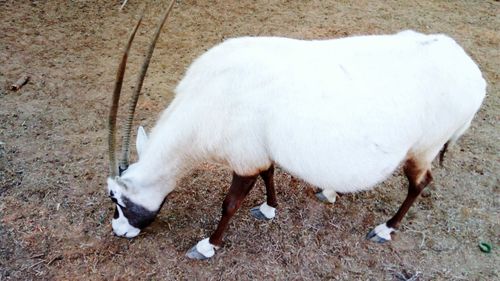 White horse eating field