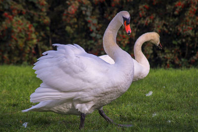 Swan in a field