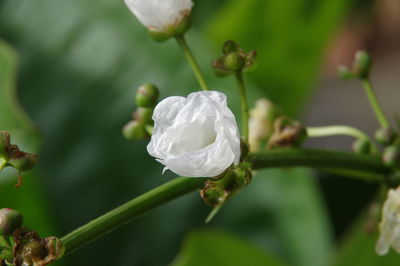 Close-up of white flowering plant