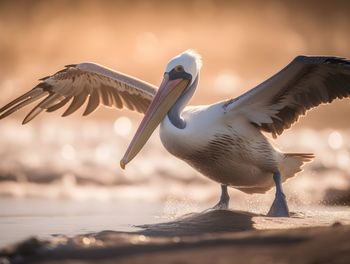 Close-up of pelican