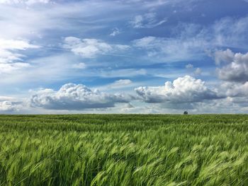 Scenic view of agricultural field against sky