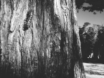 Close-up of tree trunk