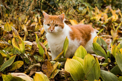 Cat looking away