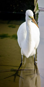 White bird perching on a lake