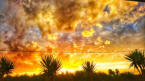 Low angle view of silhouette trees against orange sky