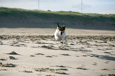 Dog running on sand at beach