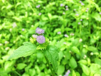 Close-up of purple flowering plant