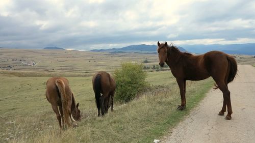 Horses grazing on field against sky