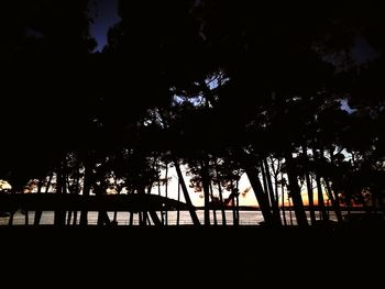 Silhouette of trees at night