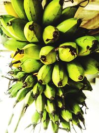 Low angle view of fruits growing on tree