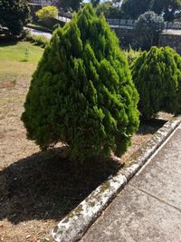 High angle view of plants growing in garden