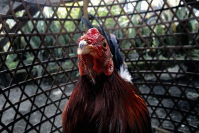 Close-up of rooster in cage