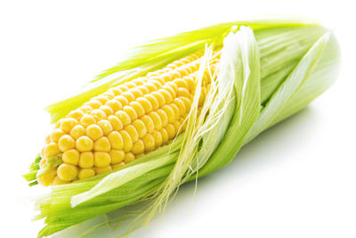 Close-up of wheat against white background