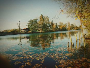 Reflection of trees in water