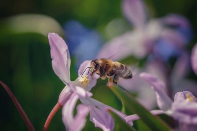 Close-up of bee pollinating on purple flower