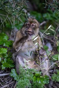 Portrait of monkey sitting in a forest