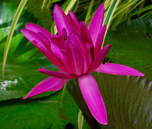 Close-up of pink flower blooming outdoors