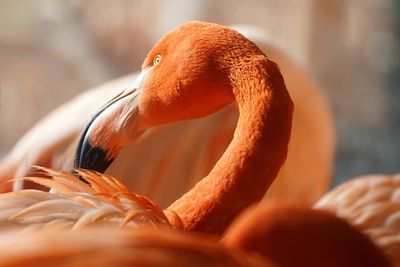 Close-up of flamingoes