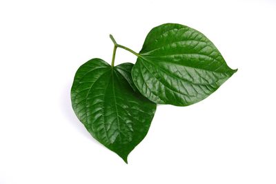 Close-up of fresh green leaves against white background