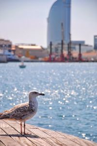 Seagull perching at beach