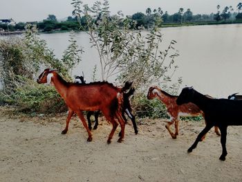 Close-up of horse