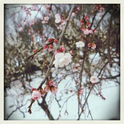 Close-up of cherry blossom