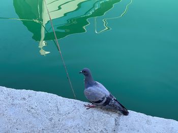 Close-up of bird perching on rock by lake