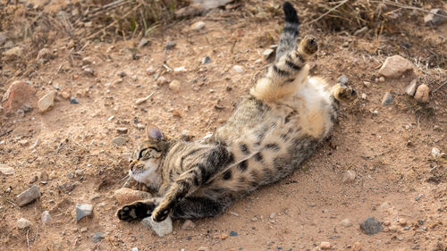 High angle view of cat