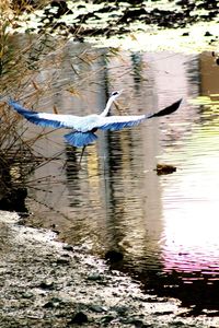 Birds flying over lake