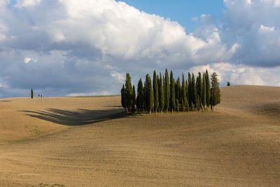 Panoramic view of trees on field against sky