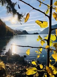 Yellow leaves on lake against sky