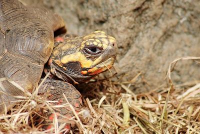 Close-up of turtle on land