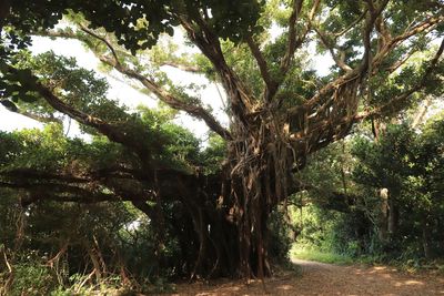 Trees growing in forest