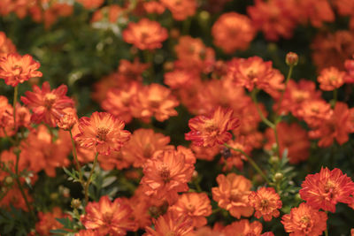 Close-up of red flowering plants