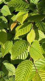 Full frame shot of green leaves